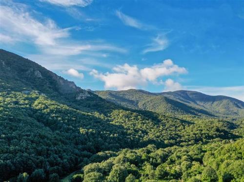 The Fincons Forest