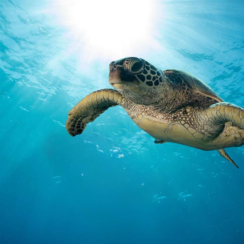 Embracing sustainability to achieve a Plastic Free future
