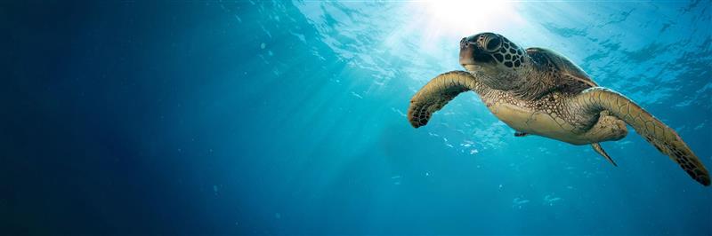 Embracing sustainability to achieve a Plastic Free future